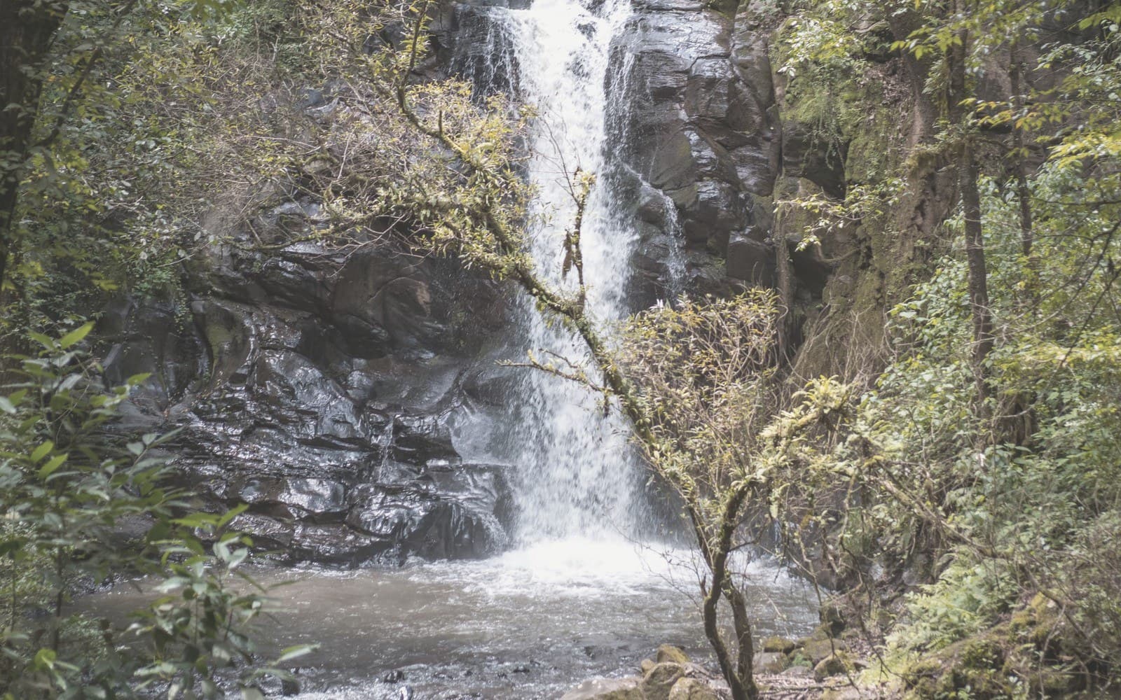 Tierra Nueva